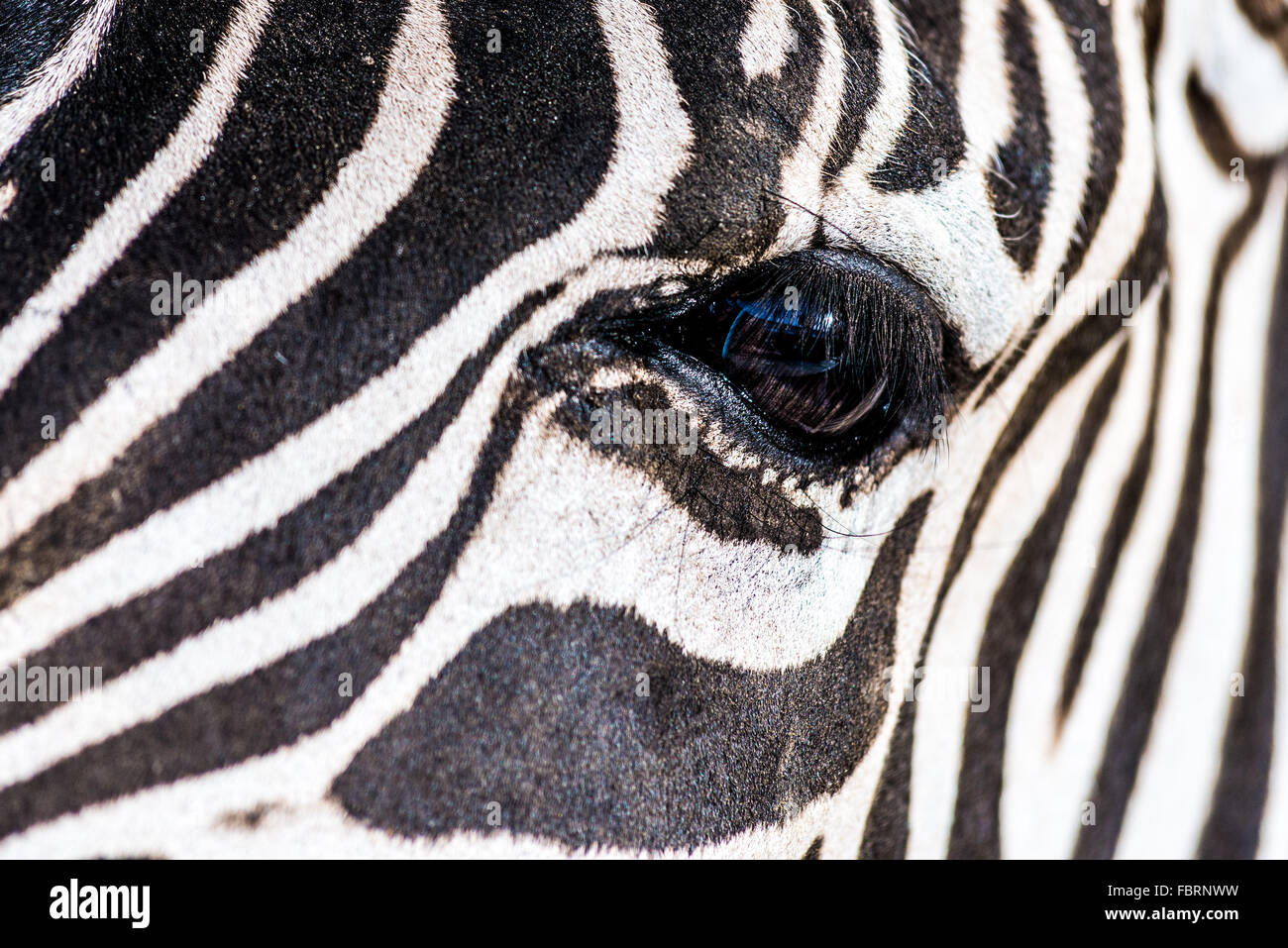 Zebra viso e occhi da vicino Foto Stock