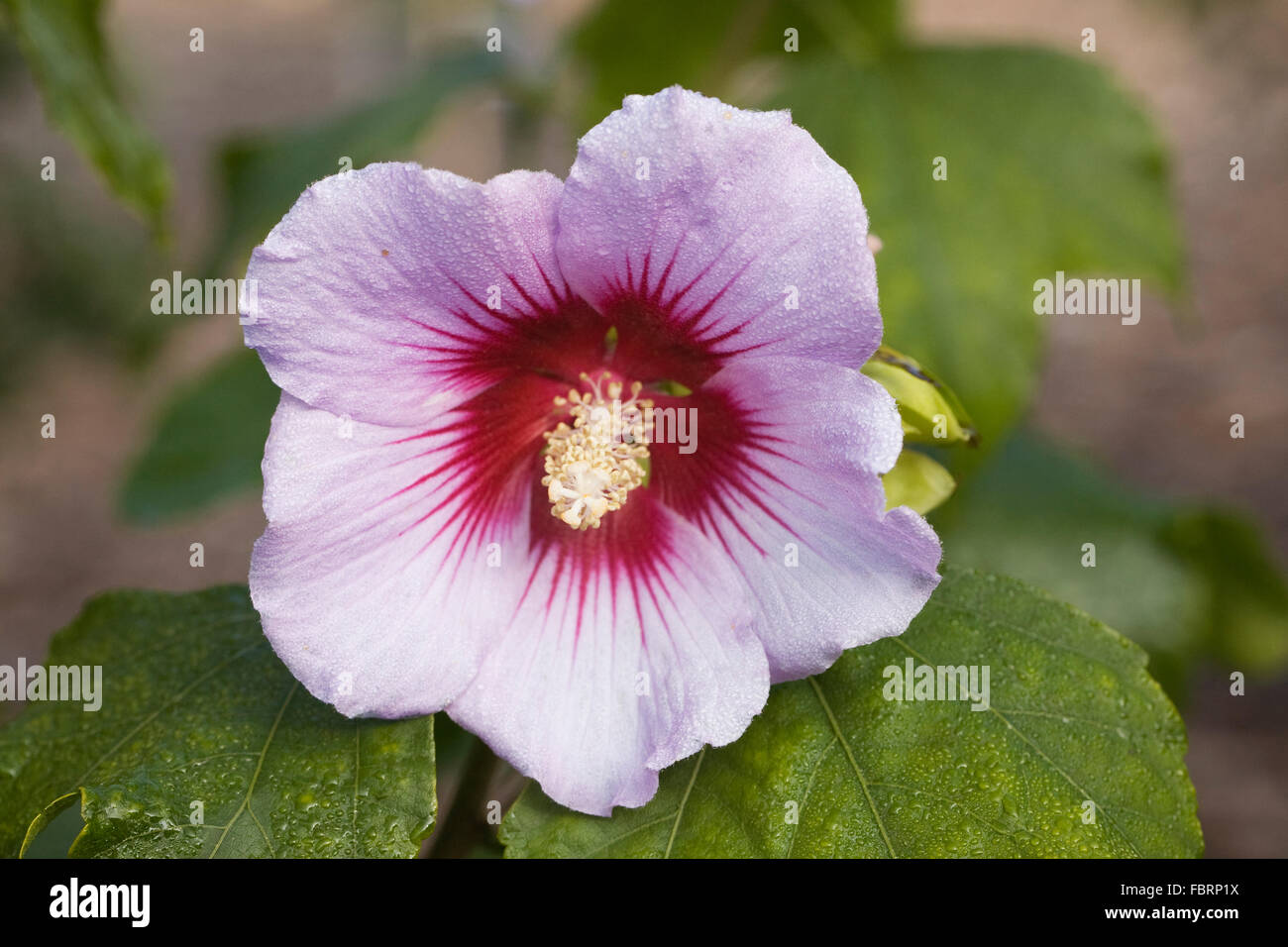 Hibiscus x resi fiore. Foto Stock