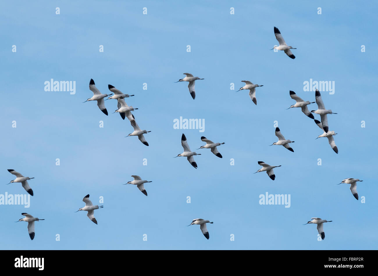 Parte di un grande gregge di avocette volando sopra la laguna a due Tree Island, Essex, mostrando il loro lato ventrale Foto Stock