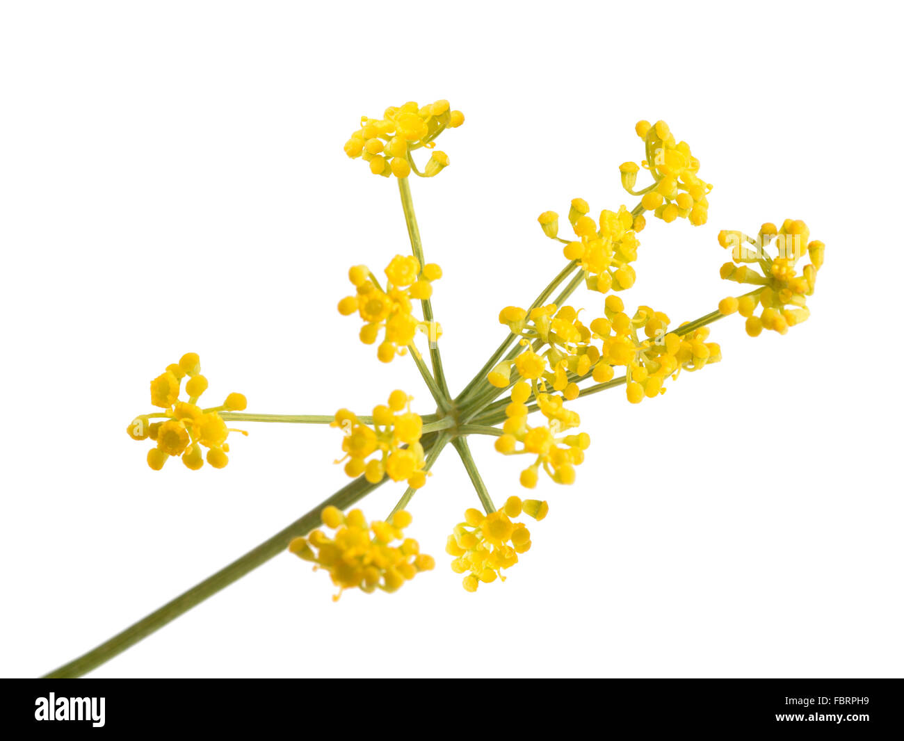 Il finocchio selvatico fiori isolati su sfondo bianco Foto Stock