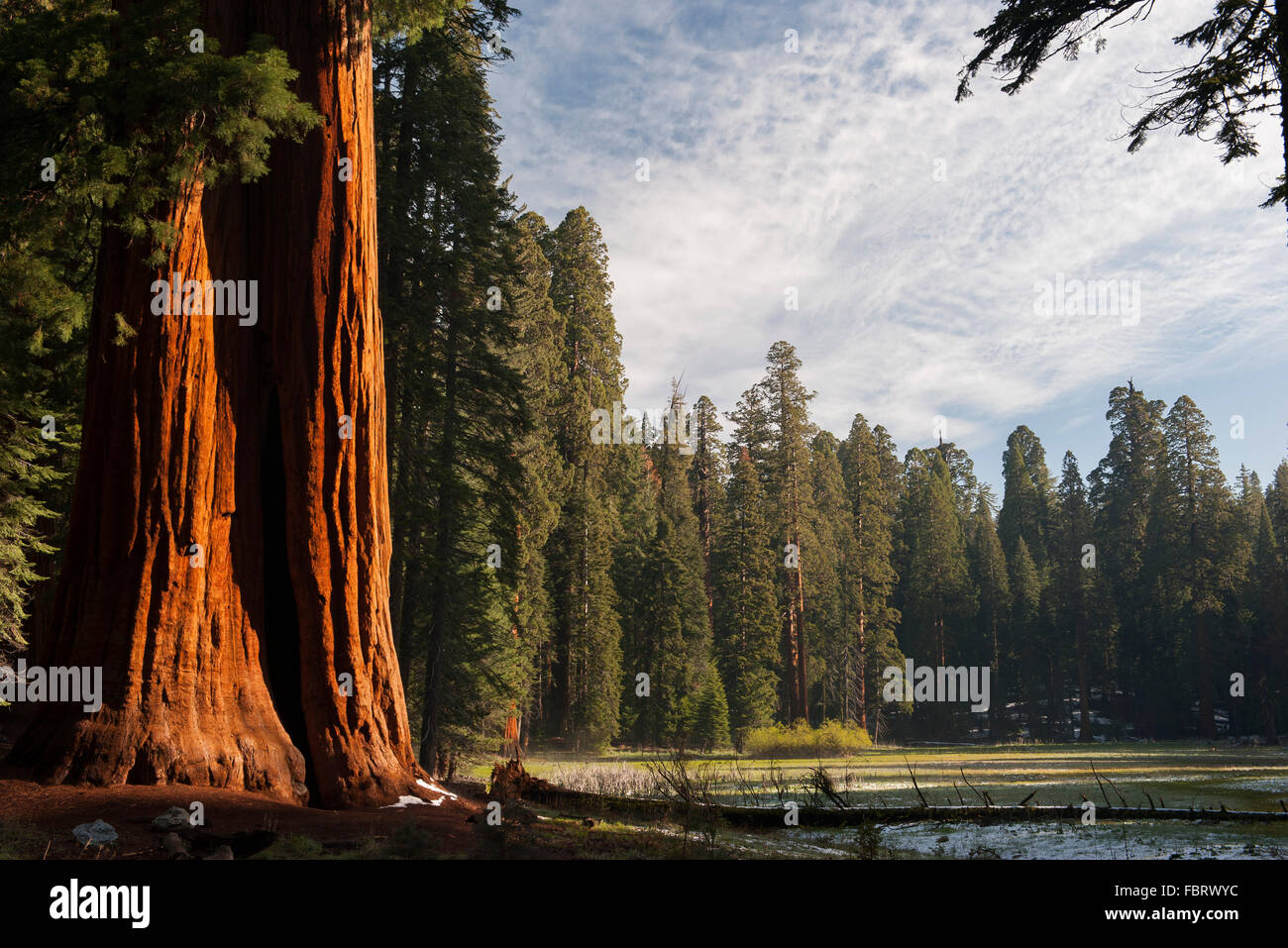 Sequoia gigante, alberi di Sequoia e Kings Canyon National Parks, CALIFORNIA, STATI UNITI D'AMERICA Foto Stock