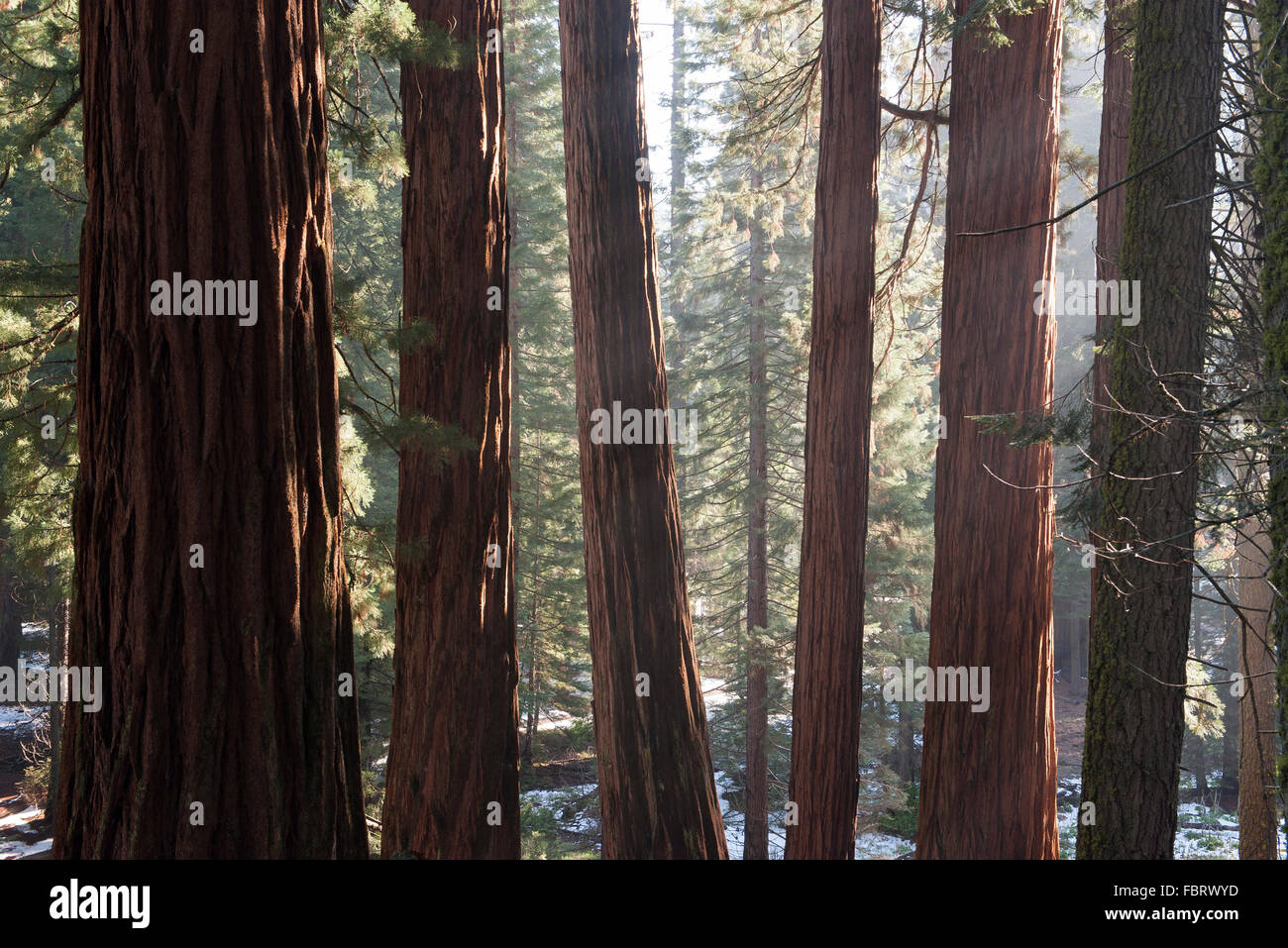 Redwood foresta, i Parchi Nazionali Sequoia e Kings Canyon, CALIFORNIA, STATI UNITI D'AMERICA Foto Stock