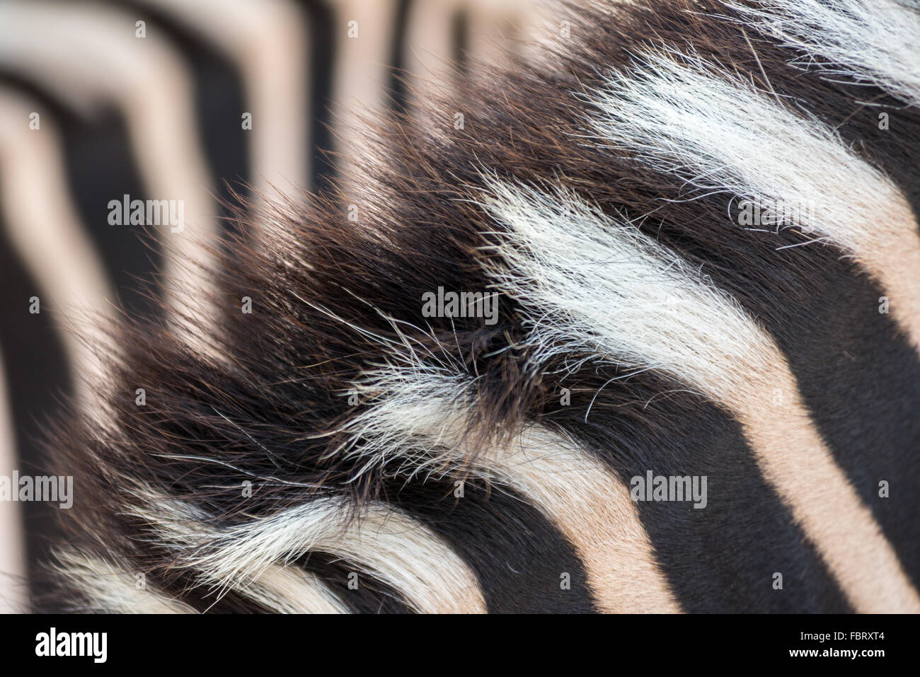 Criniera di zebra Foto Stock