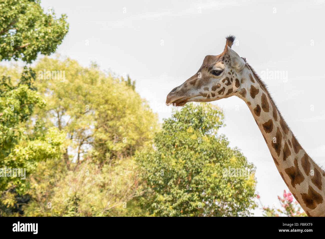 Bella la giraffa con un collo lungo alla ricerca di cibo Foto Stock