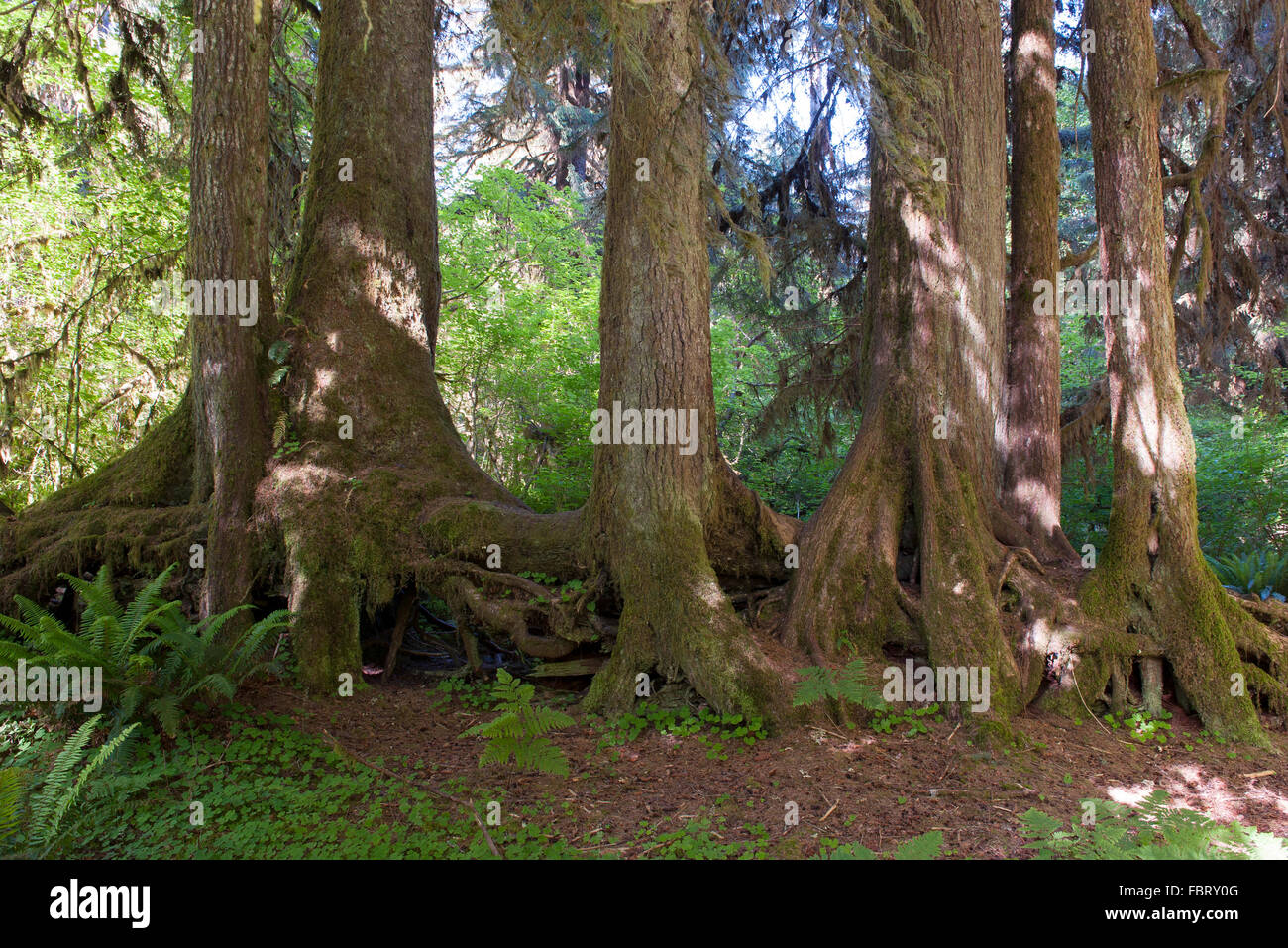 Foresta, Parco Nazionale di Olympic, Washington, Stati Uniti d'America Foto Stock