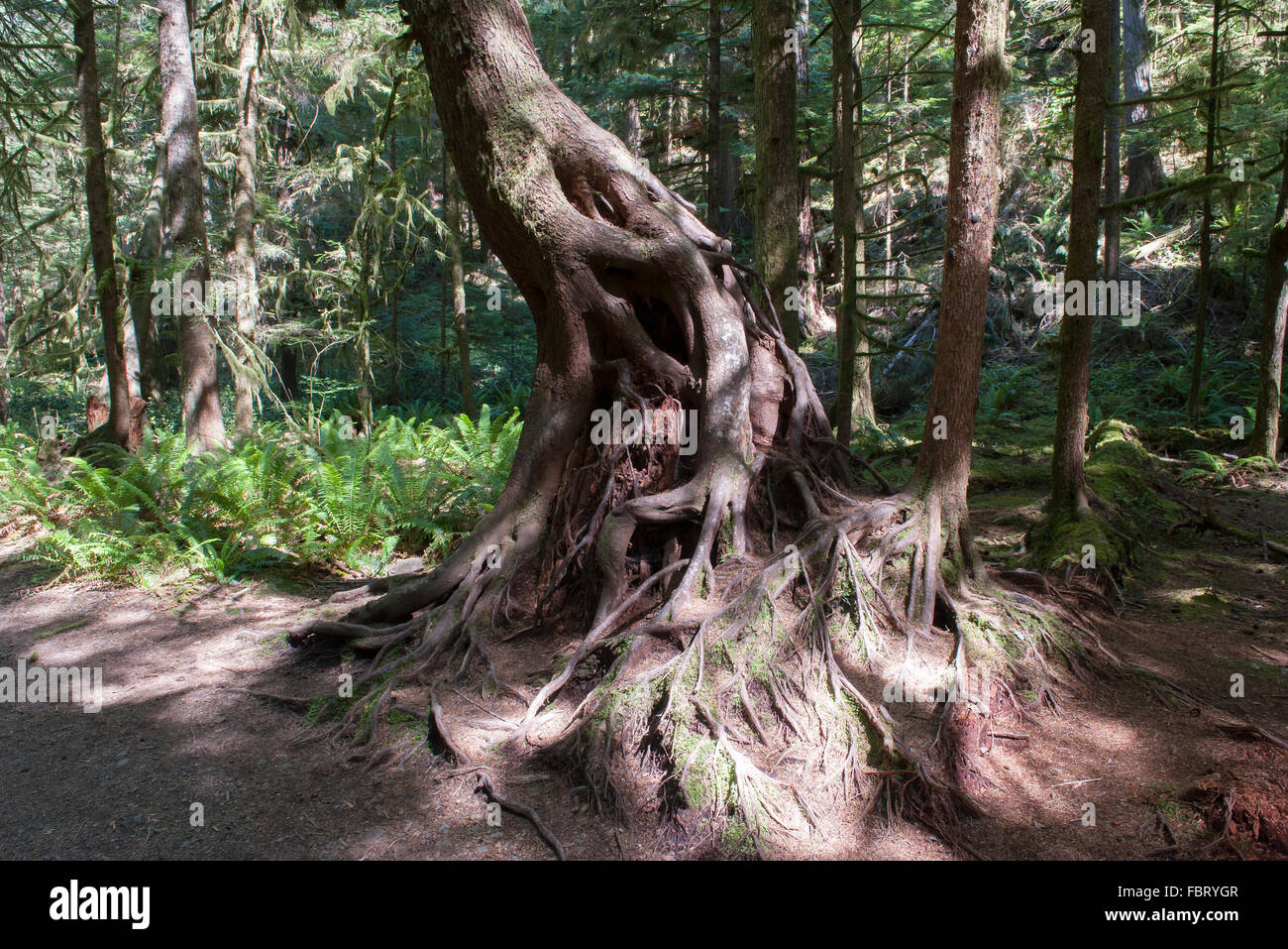 Twisted radici di albero nella foresta, Parco Nazionale di Olympic, Washington, Stati Uniti d'America Foto Stock