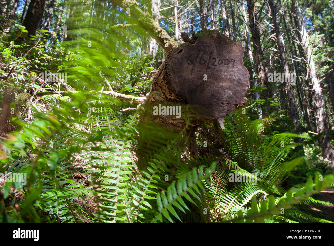 Data scritta sul tronco di albero tagliato nella foresta Foto Stock