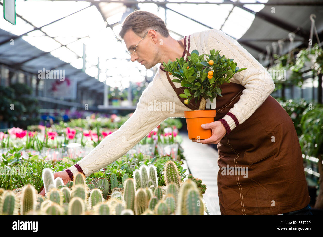 Attrative uomo giardiniere con piccoli alberi di mandarino avendo cura di piante in serra Foto Stock