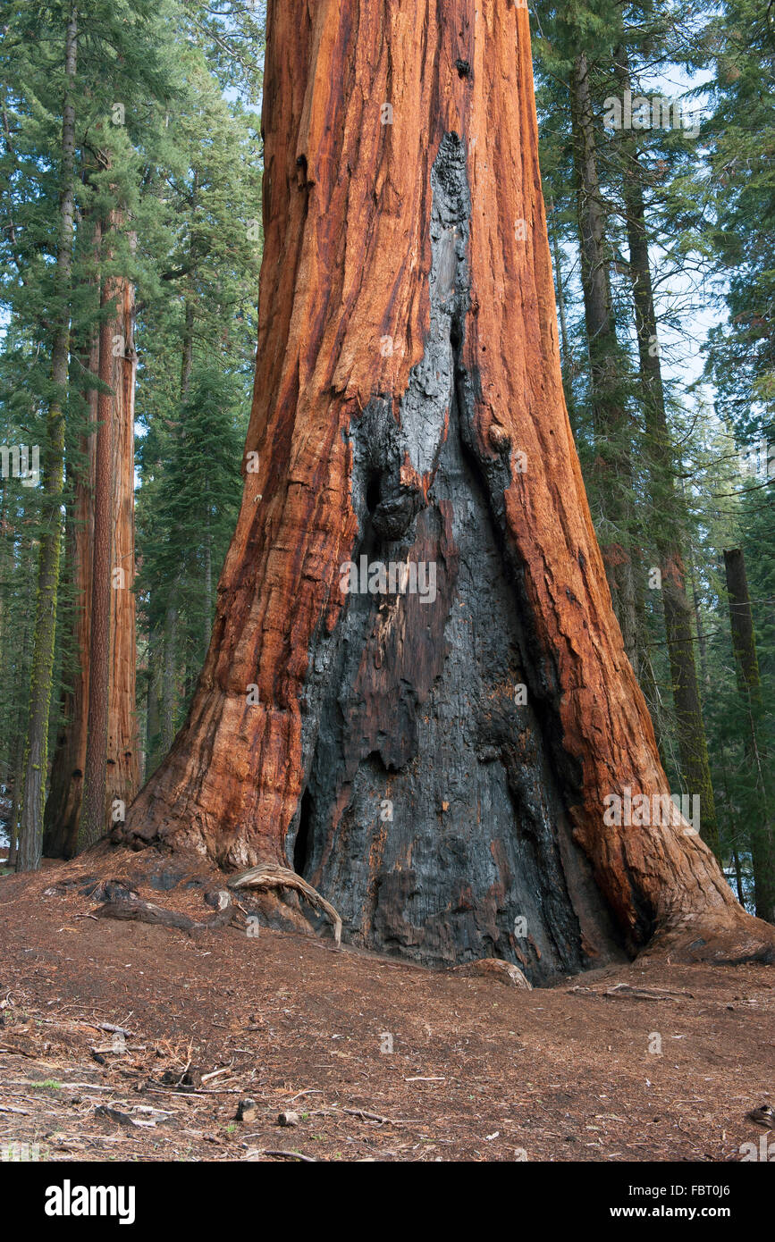 Vecchio albero sequioa segnata da incendio di foresta, i Parchi Nazionali Sequoia e Kings Canyon, CALIFORNIA, STATI UNITI D'AMERICA Foto Stock