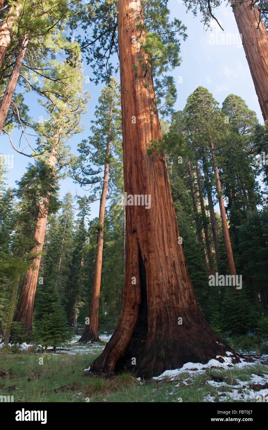 Sequoia gigante, alberi di Sequoia e Kings Canyon National Parks, CALIFORNIA, STATI UNITI D'AMERICA Foto Stock