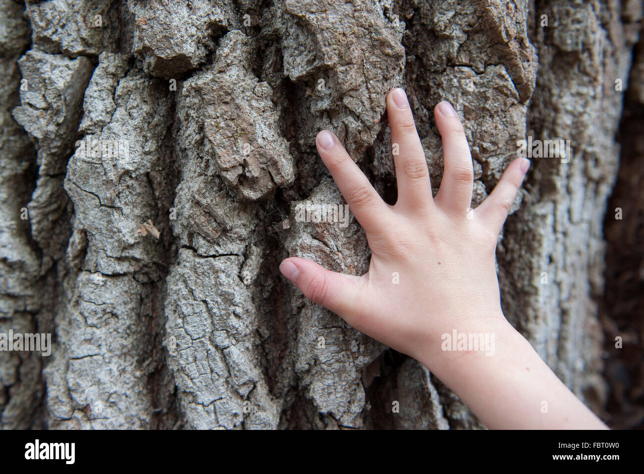 Bambino di toccare la mano di corteccia di albero Foto Stock
