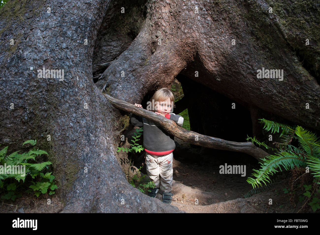 Bambino di nascondersi dietro le radici del vecchio albero di crescita Foto Stock