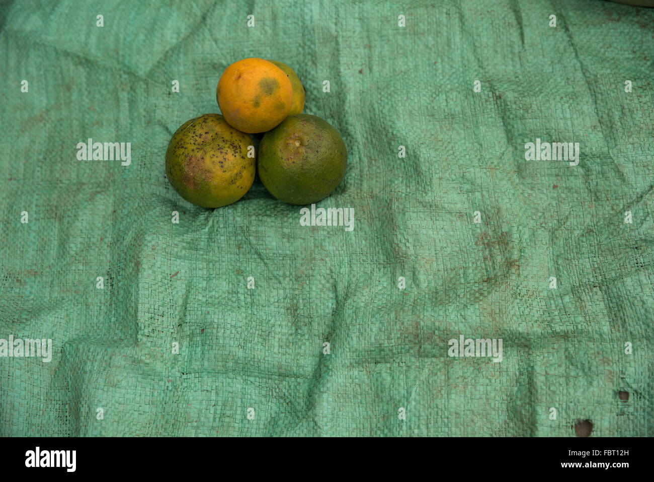 Dettaglio di quattro agrumi che hanno un aspetto spiacevole oltre il loro meglio su sfondo di iuta verde. India Foto Stock
