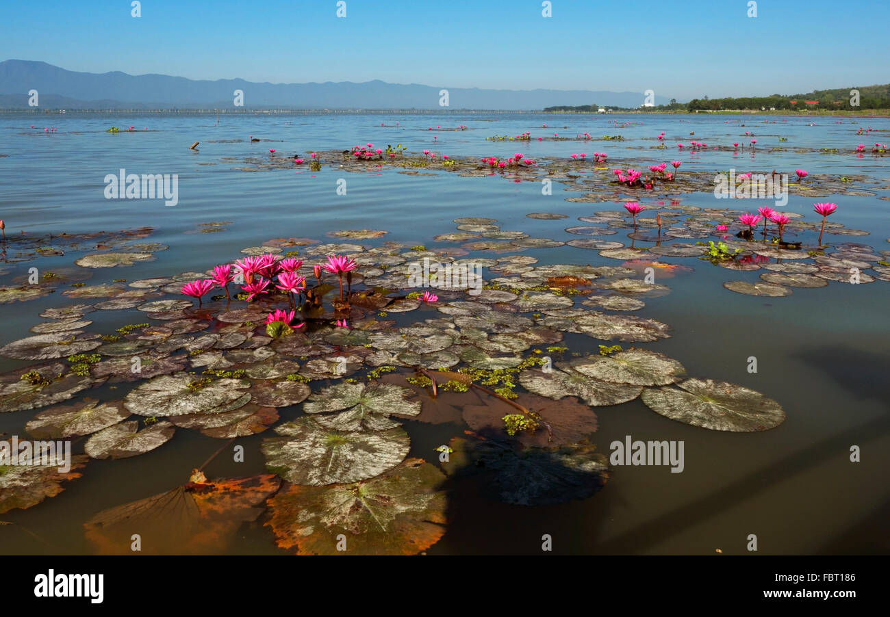 Acqua di rosa-gigli (Nymphaea pubescens), Phayao Lake, Phayao Provincia, Thailandia Foto Stock