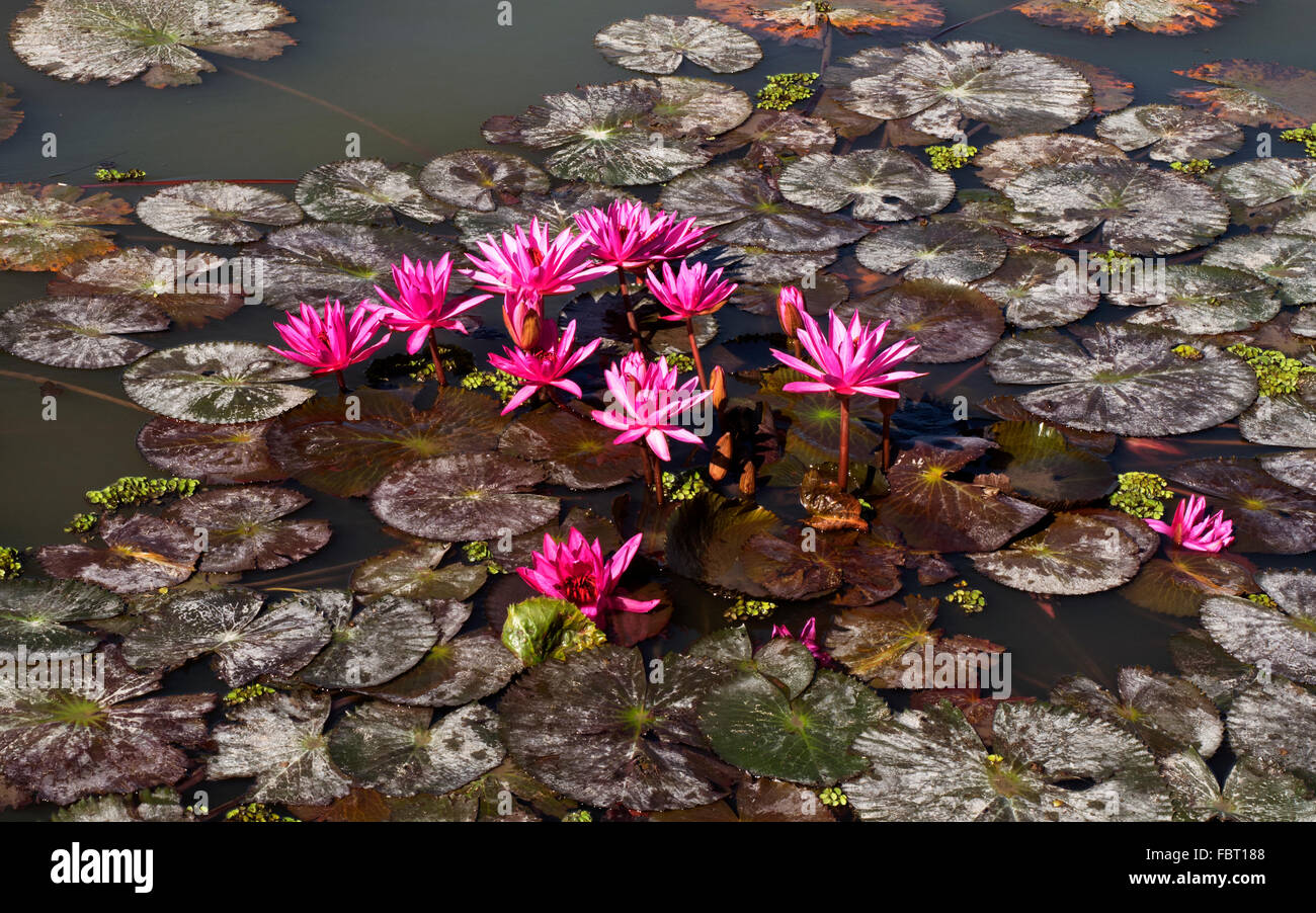 Acqua di rosa-gigli (Nymphaea pubescens), Phayao Lake, Phayao Provincia, Thailandia Foto Stock