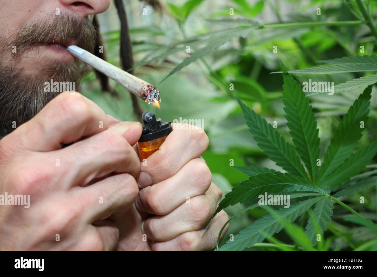 L'uomo comune per fumatori di Cannabis Cannabis (sp). Foto Stock