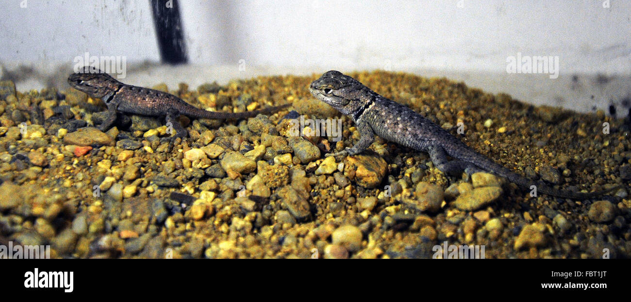 Il primo di questo anno il neonato animale era deserto lucertola spinosa, Sceloporus magister, Zoo di Usti nad Labem, Repubblica Ceca, Martedì, 19 gennaio 2016. (CTK foto/Libor Zavoral) Foto Stock