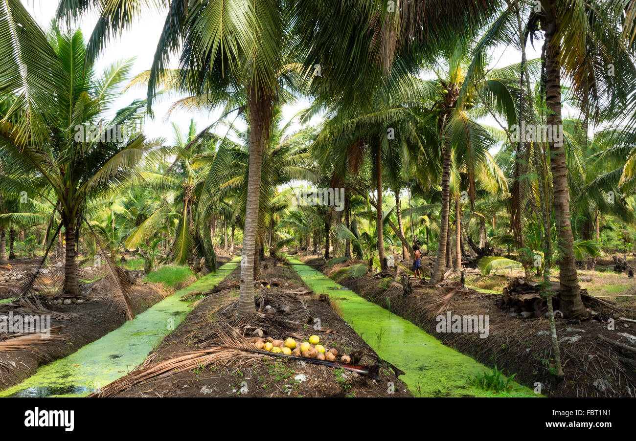 Palma da cocco, piantagione, Distretto di Amphawa, Samut Songkhram Provincia, Thailandia Foto Stock