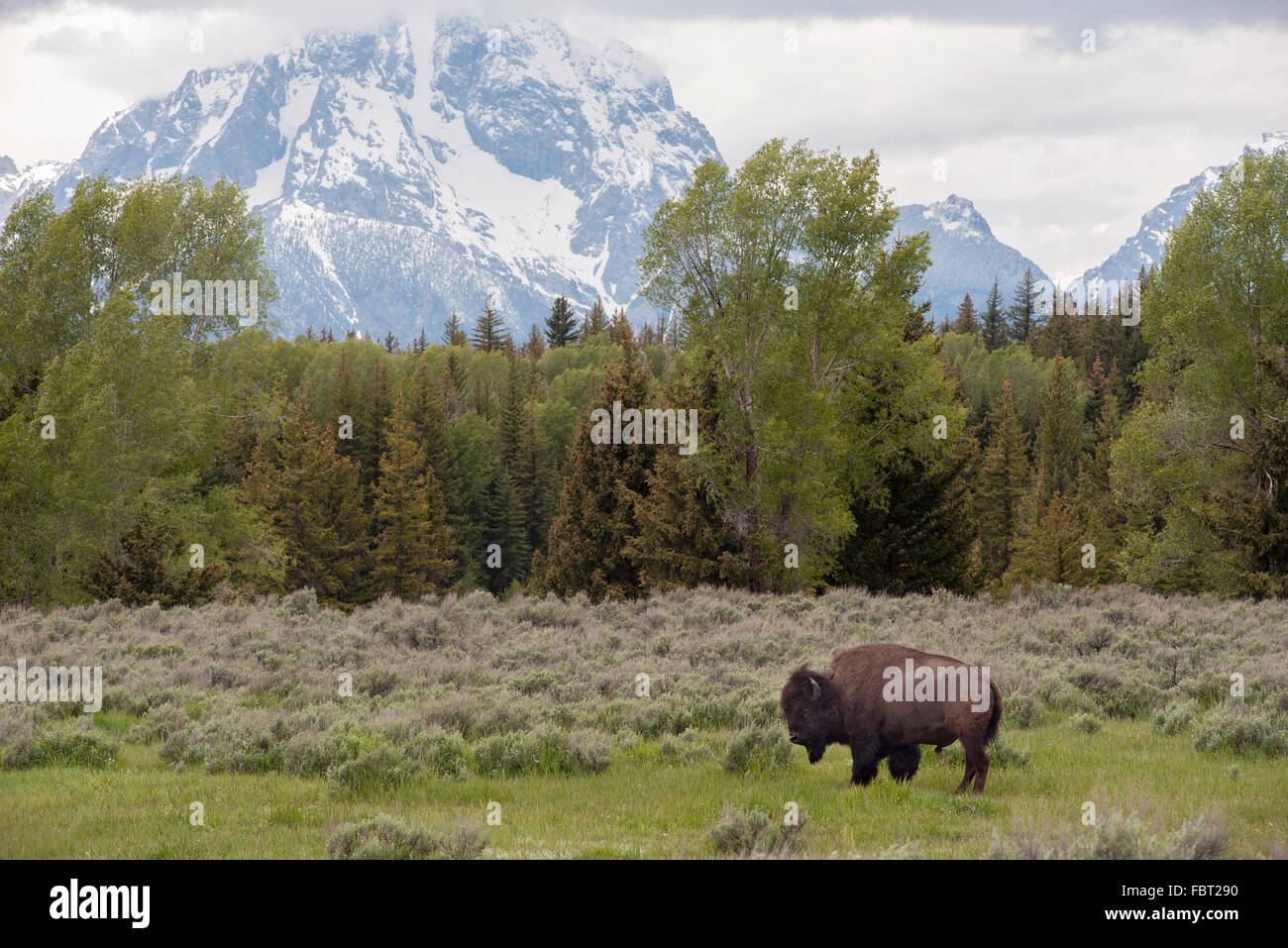 Buffalo (bisonti americani) pascolare nel Parco Nazionale di Grand Teton, Wyoming USA Foto Stock