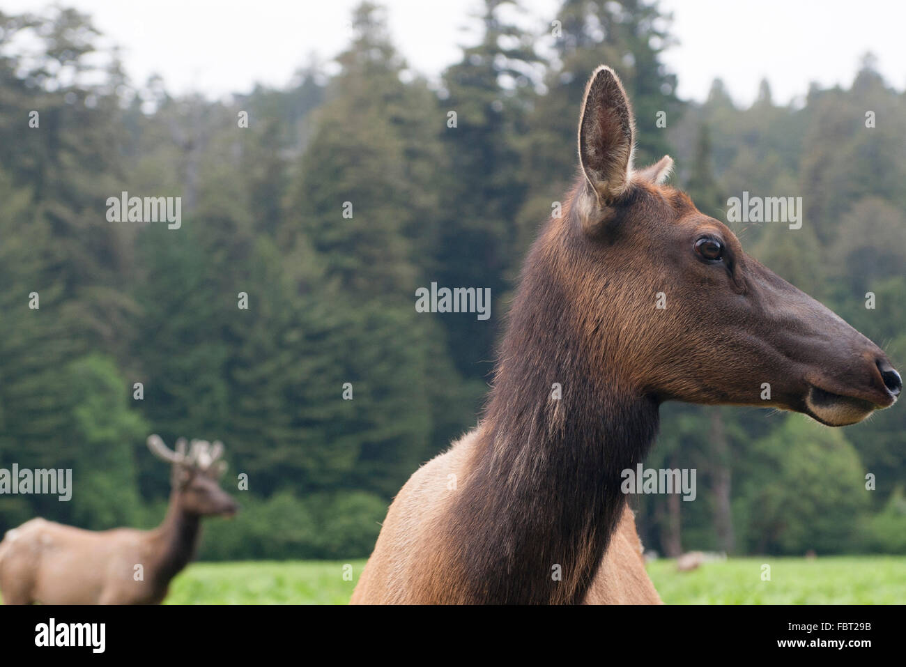 Roosevelt elk vacche, Parco Nazionale di Redwood in California, Stati Uniti d'America Foto Stock