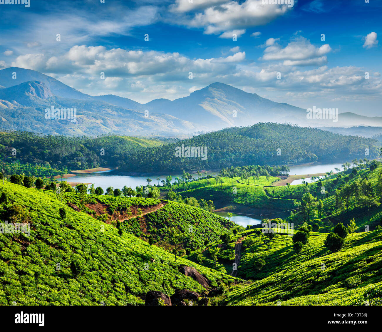 Le piantagioni di tè e il fiume in colline Foto Stock