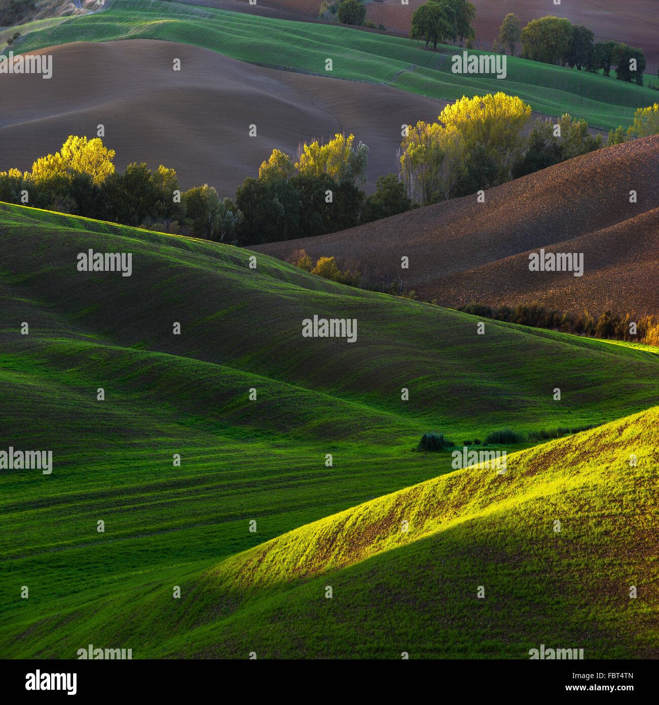 Bellissimo paesaggio a molla campi coltivati in Toscana. Val d'Orcia in Italia Foto Stock