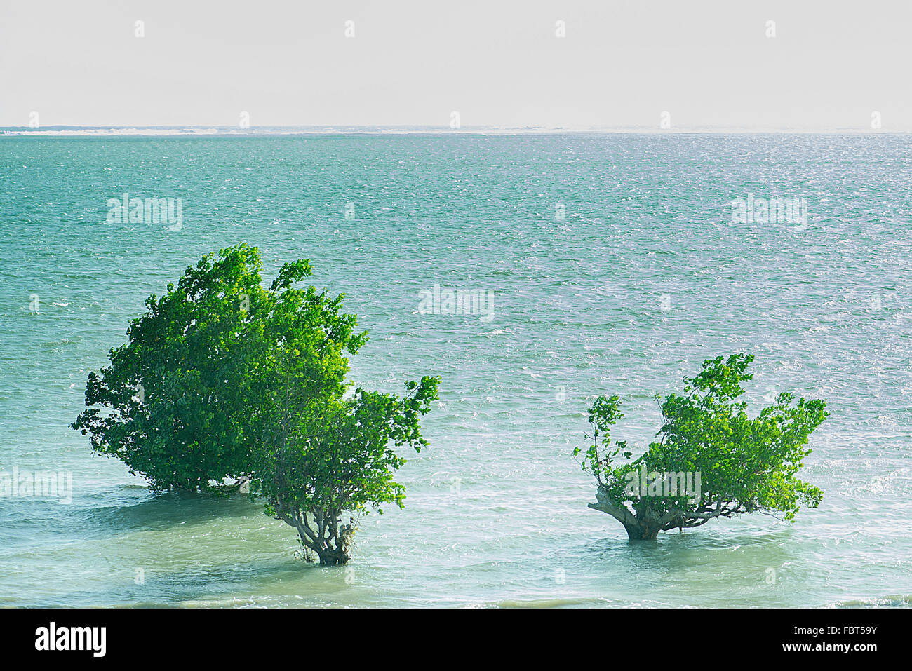 Mangrovie che crescono in mare, Madagascar Foto Stock