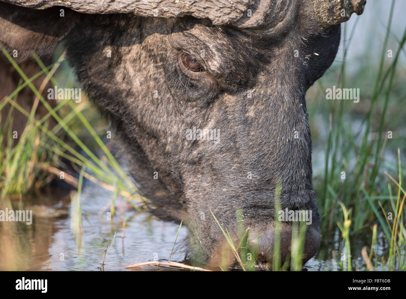 Close up di un bere cape buffalo (syncerus caffer) in Moremi NP (terzo ponte), Botswana Foto Stock Close up di un bere cape buffalo (syncerus caffer) in Moremi NP (terzo ponte), Botswana Foto Stock