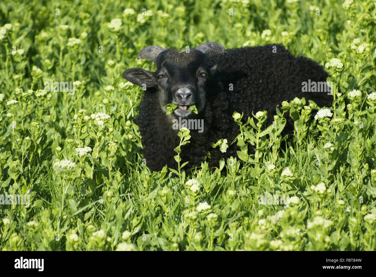 Heidschnucke Foto Stock