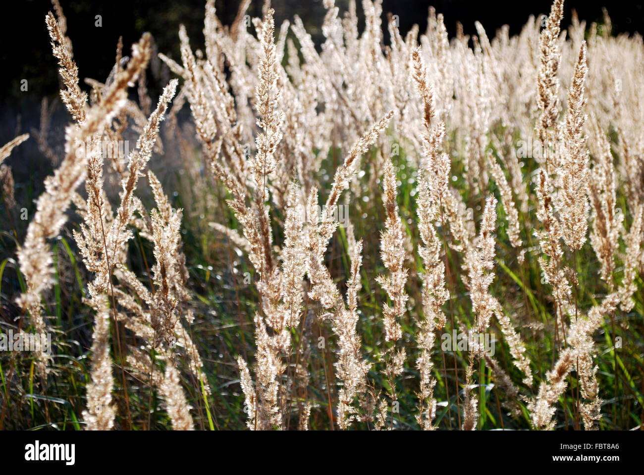 Argento brillante erba di palude Foto Stock