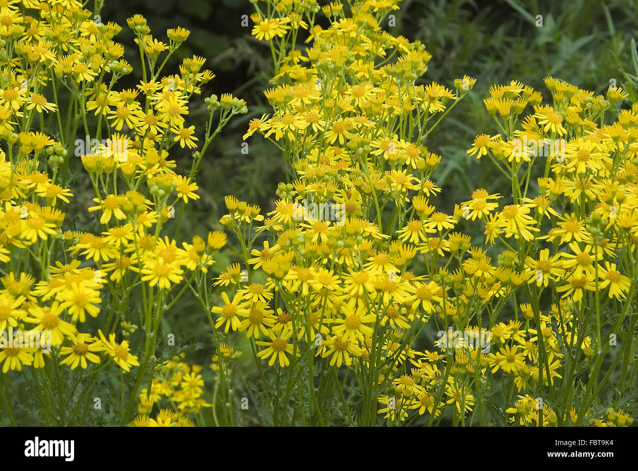 Ragwort comune Foto Stock