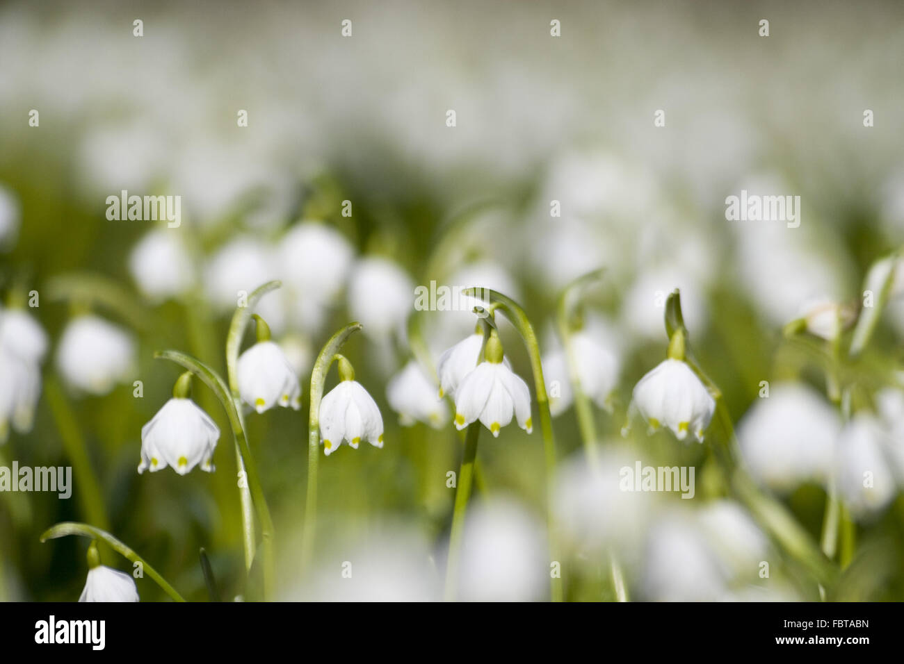 Fiocchi di neve di primavera Foto Stock