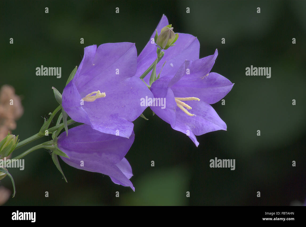 Campanula persicifolia Foto Stock