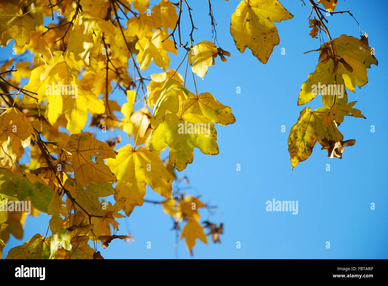 Le foglie in autunno Foto Stock