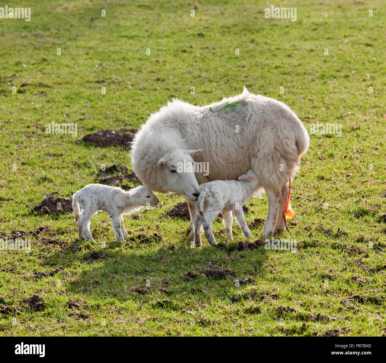 Coppia di nuovi nati gli agnelli con le pecore madre in welsh prato in primavera Foto Stock