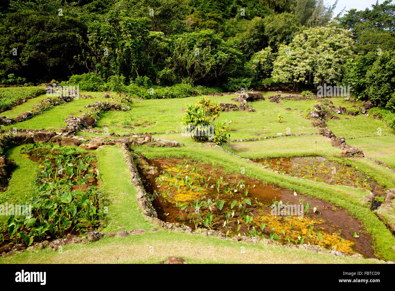 Esempio di giardini terrazzati in Kauai che mostrano differenti tipi di piante Foto Stock