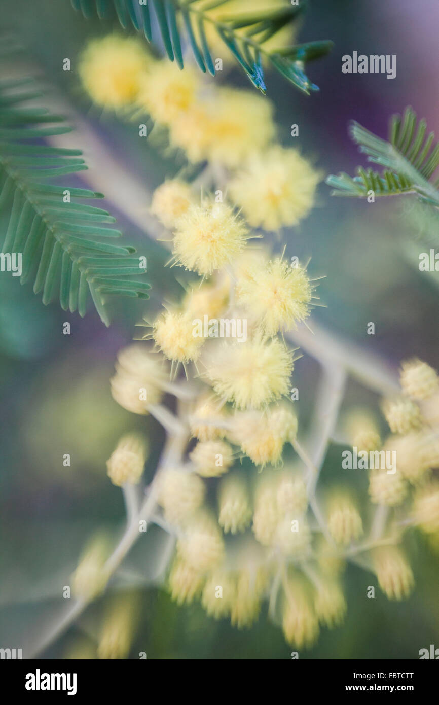 In prossimità di fiori di acacia mimosa dealbata Foto Stock