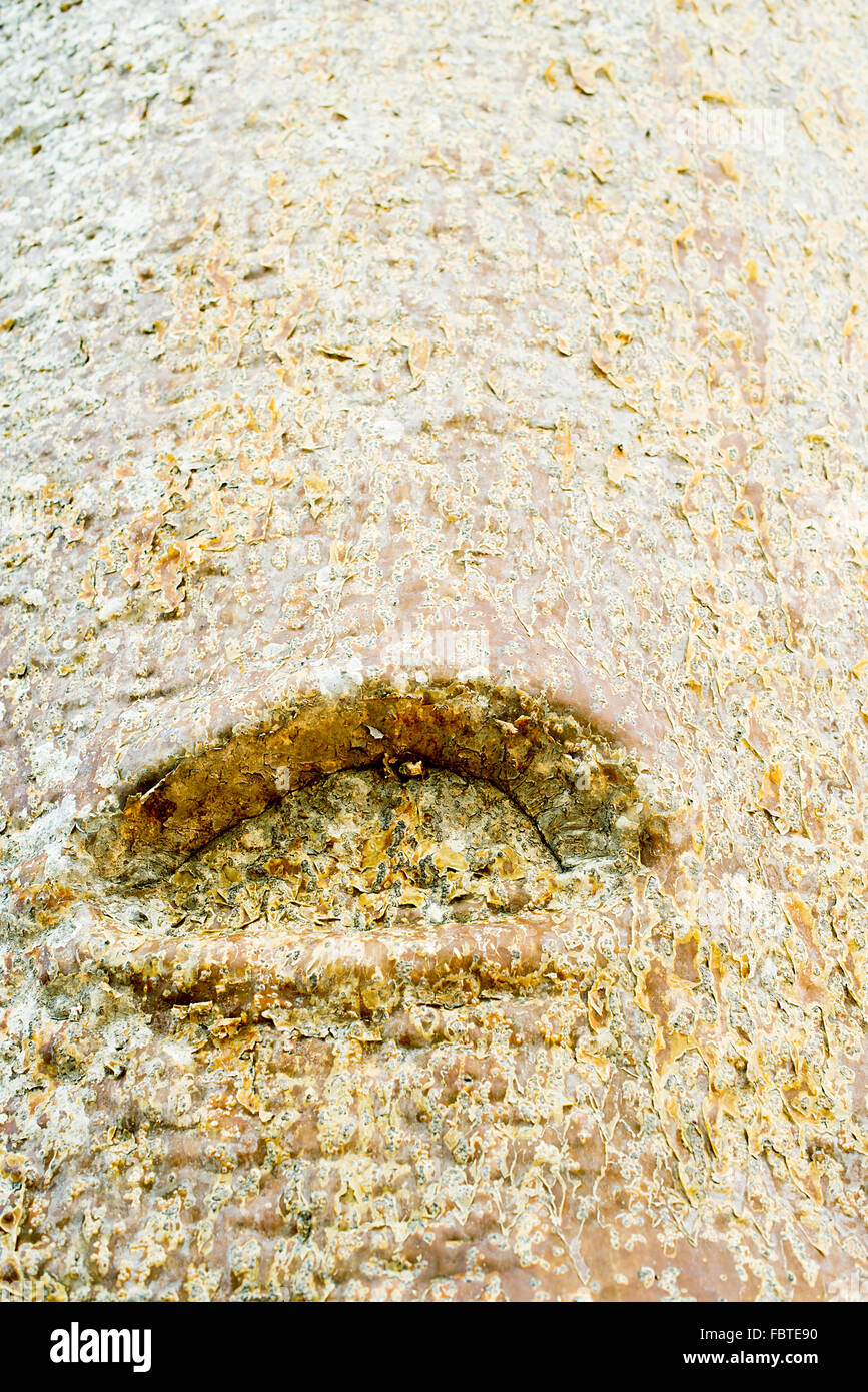 Close-up di corteccia di baobab e nodi Foto Stock