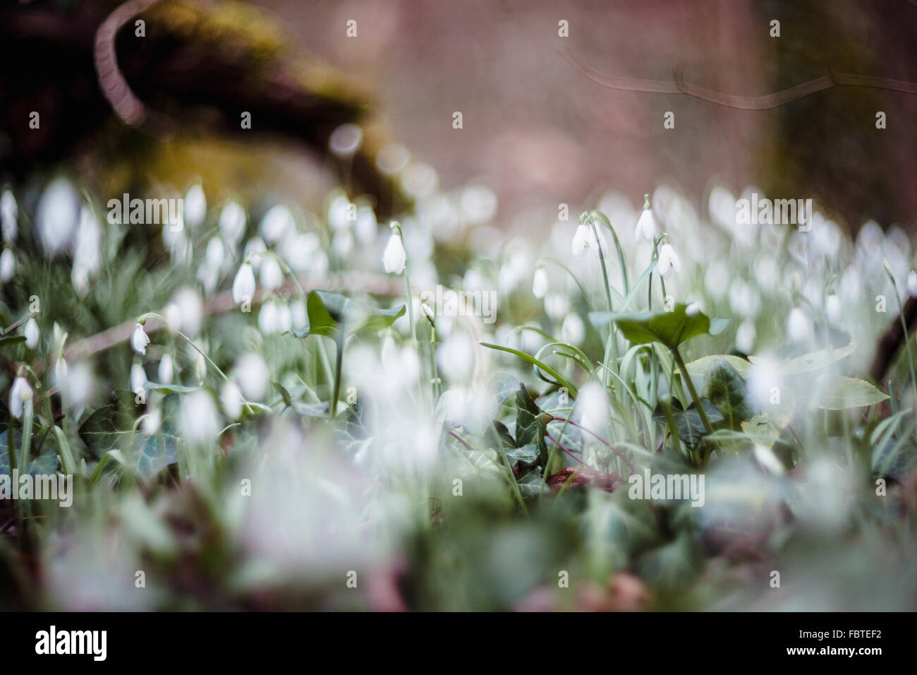 Vista da sogno di bucaneve (Galanthus nivalis) in un bosco Foto Stock