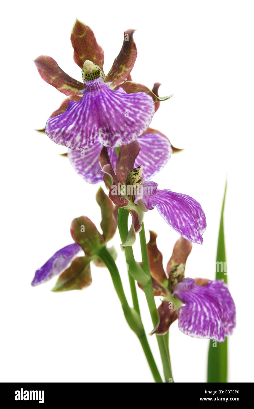 Zygopetalum orchid Foto Stock