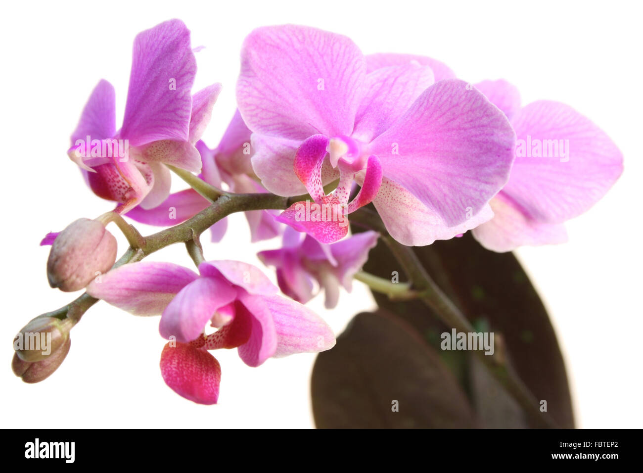 Phalaenopsis ibridi Foto Stock