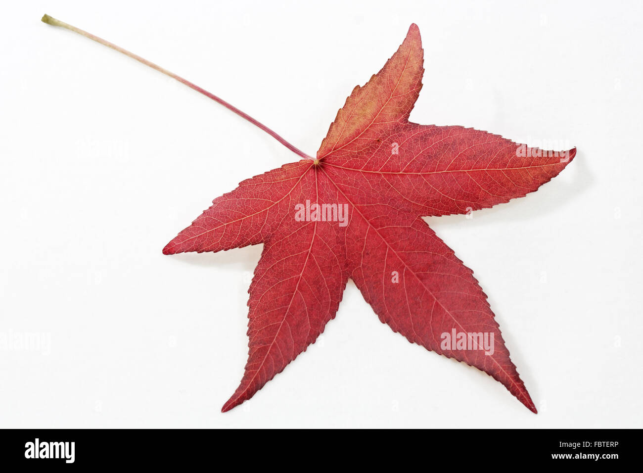 Foglie di autunno di un albero Autumnleaf ambra Foto Stock