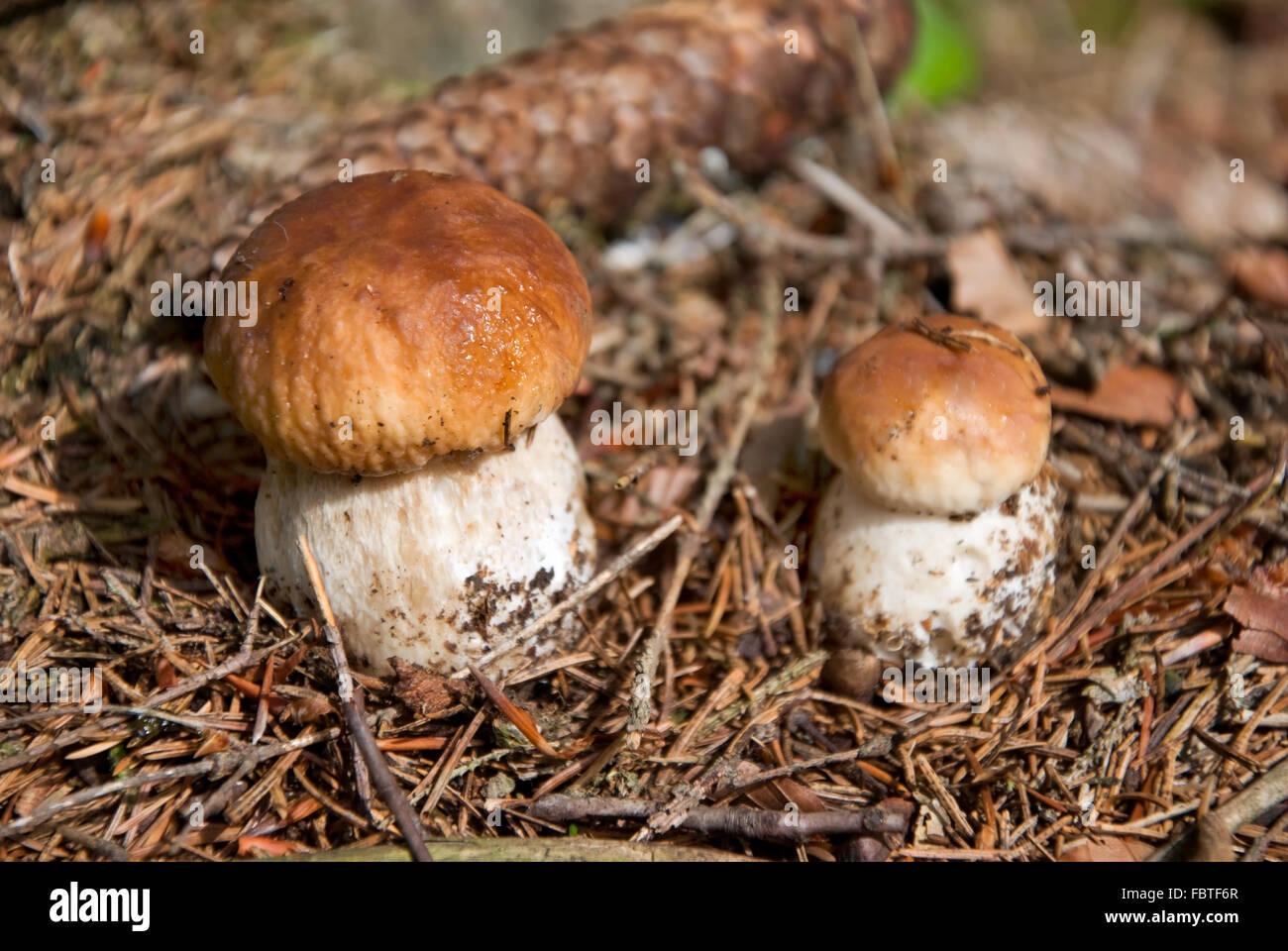 Funghi porcini Boletus edulis Foto Stock