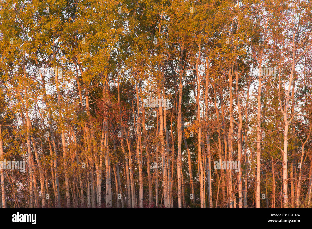 Luce del mattino sulla corteccia bianco su tremore Aspen (Populus tremuloides) Foto Stock