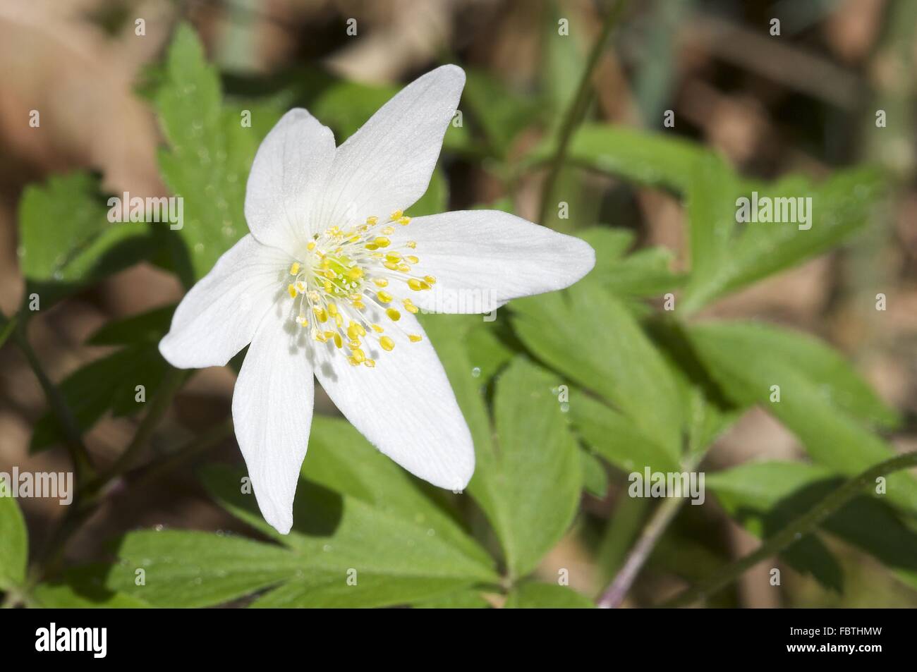 Windflower (Anemone nemorosa ,) Foto Stock