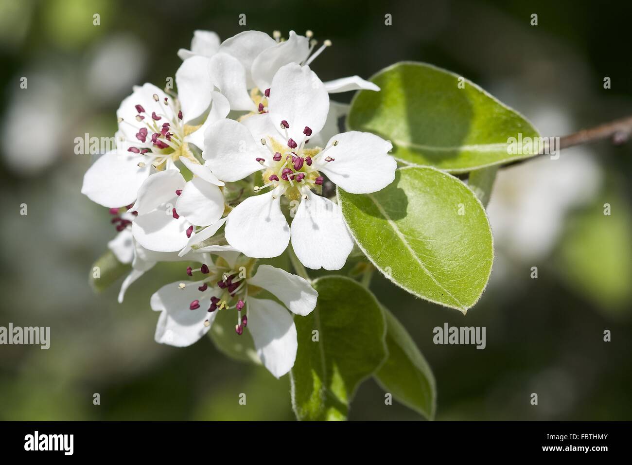 Pear Tree Blossom (Pyrus communis) Foto Stock