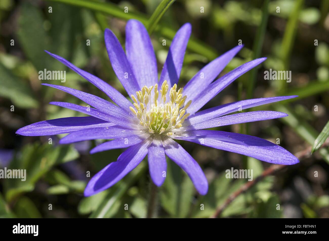 Grecian Windflower (Anemone blanda) Foto Stock