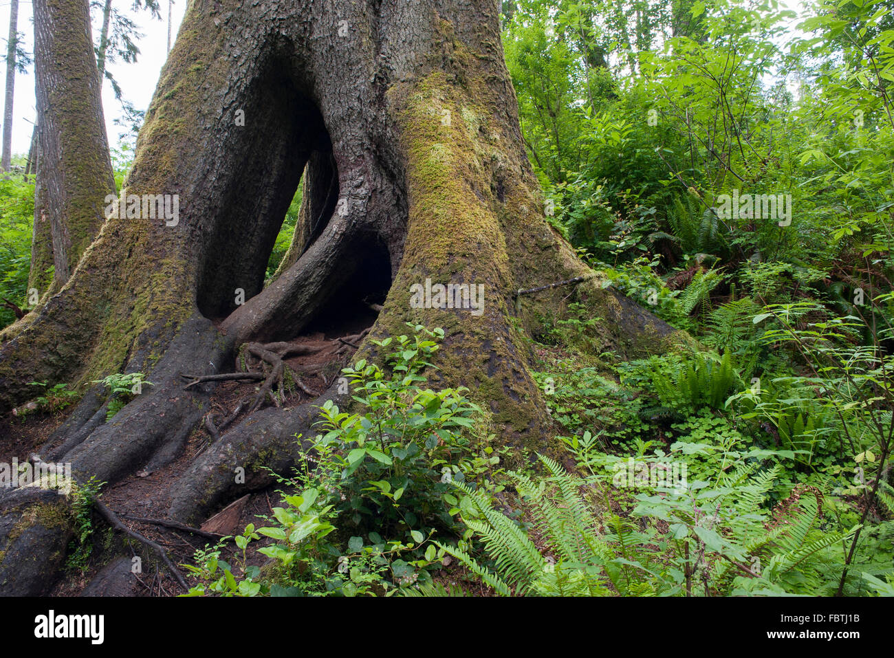 Cava di Sitka Spruce tronco di albero Foto Stock