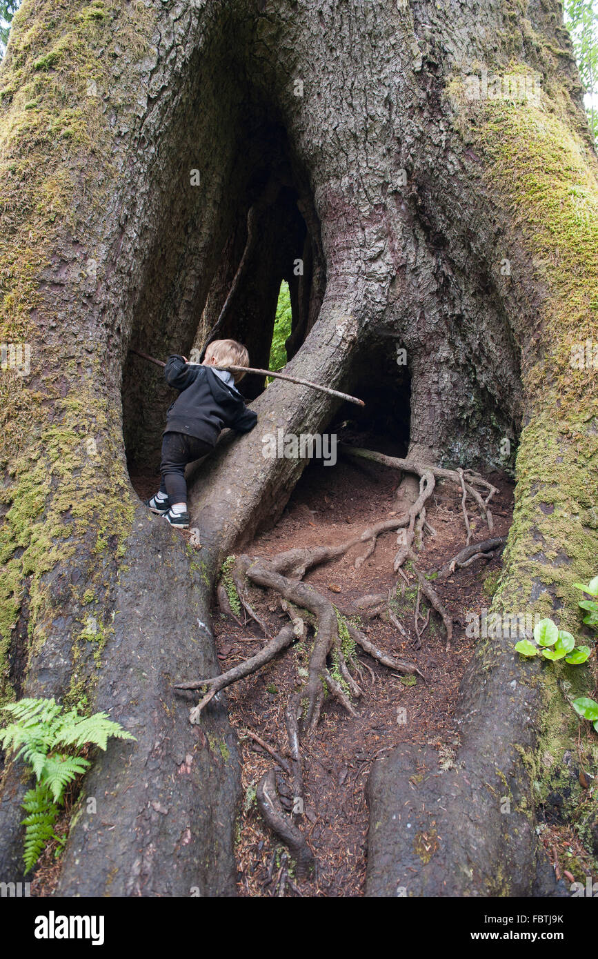 Bambino esplorare cava di Sitka Spruce tronco Foto Stock