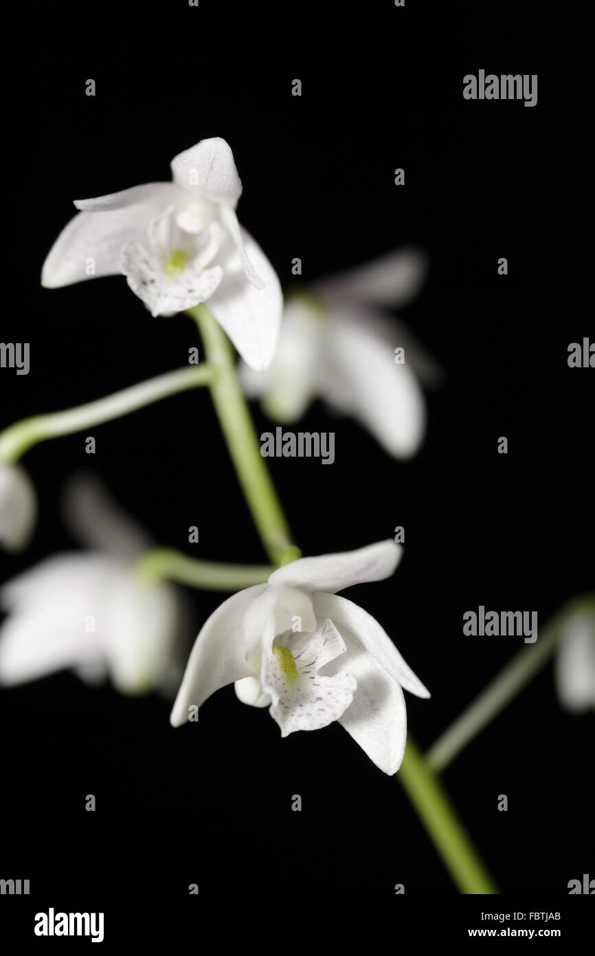 Orchidea bianca su sfondo nero Foto Stock
